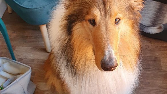 Rough collie freshly groomed
