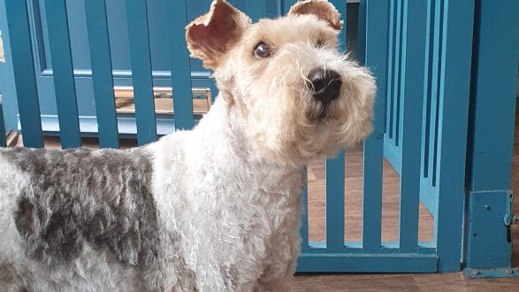 A wire fox terrier hand-stripped to a perfect finish