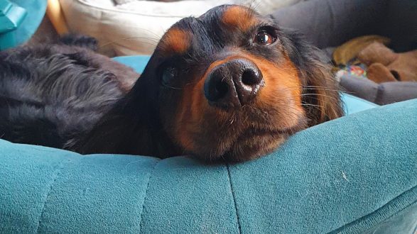 A dachshund resting on a teal cushion after a spa treatment